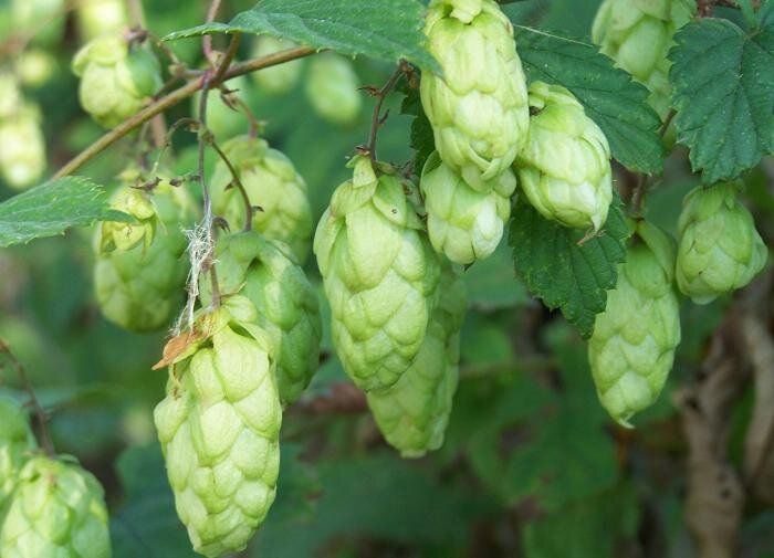 ������ ���: ��� ��������� ����� �� ����������� �������