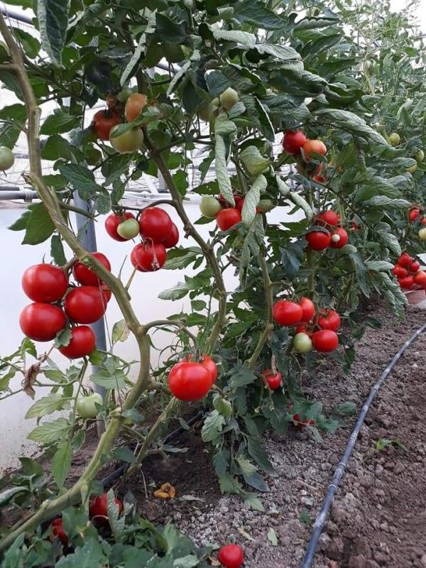 ��������� �������� ��� ��������� ������� ���������: ������ ��� ������ �������