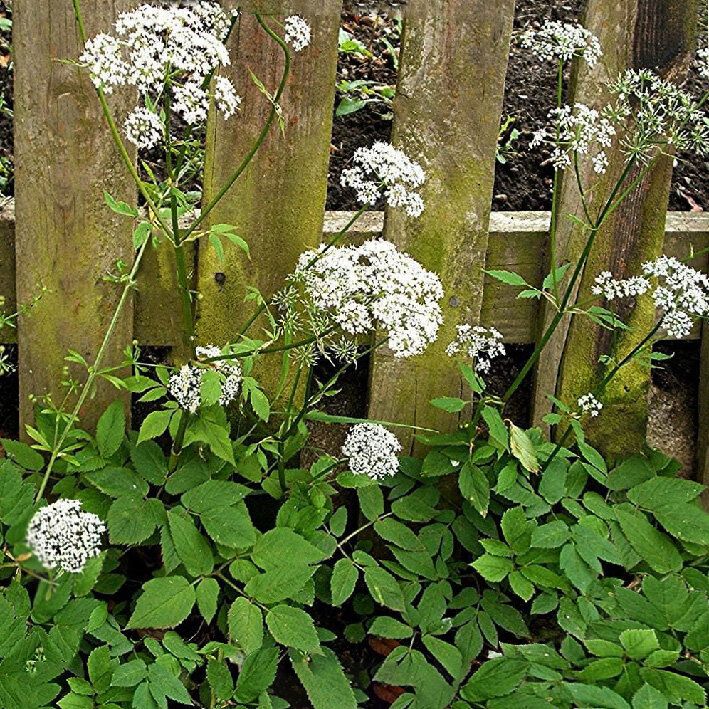 ������� ��������� � ����������: ����������� � ���������