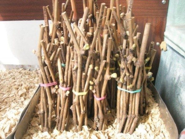 ��� ������� ��������: ������ ������ � ��������� ����� ��� ���������