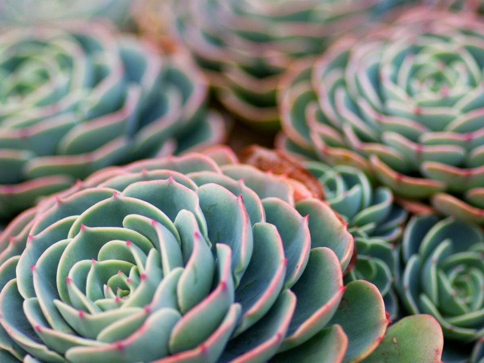 Нецветущие растения: идеальное решение для вашего интерьера