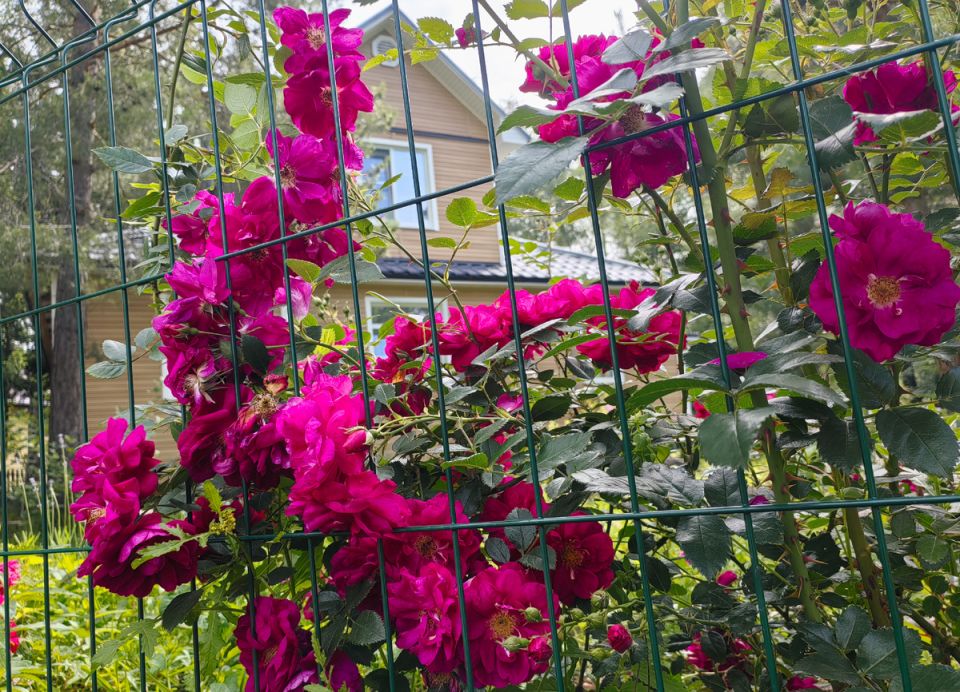 Как магнезия помогает розам зацвести: секреты весеннего ухода