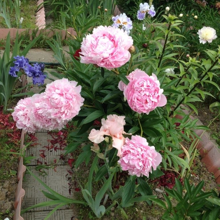 ������� ���� ���: ������ ����������� ����� ��� ������� ������ ������