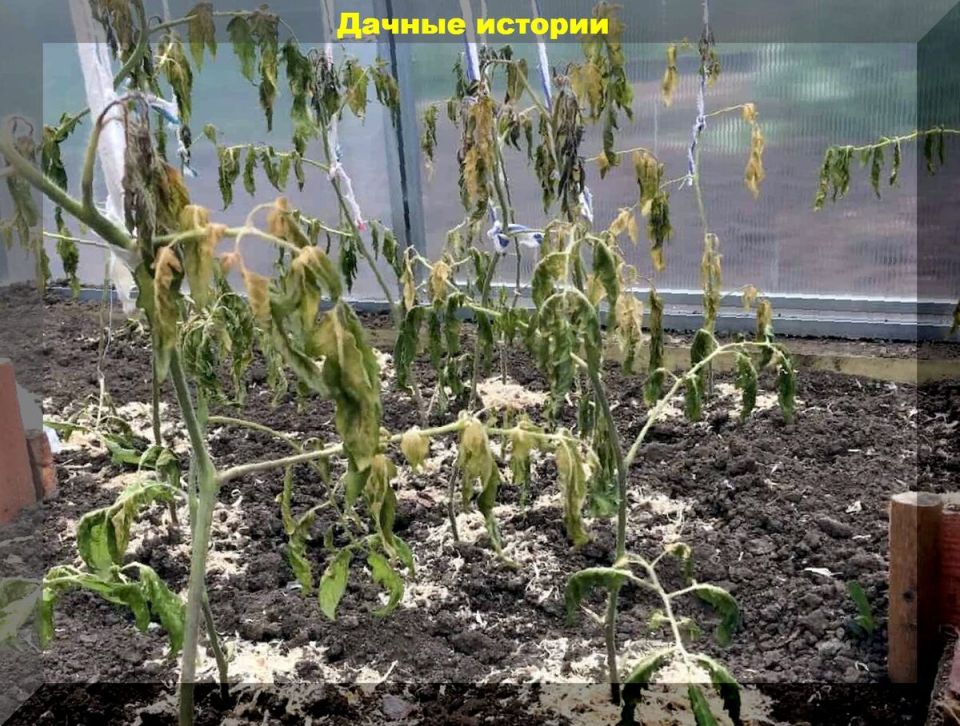 ��������� ����, ��� ���������� ������� ������� � ��������� ���������� �������������� ���������