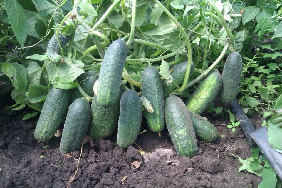 ����� � ������� � �������: ��������� ������ � �������� ������ � �������� ������