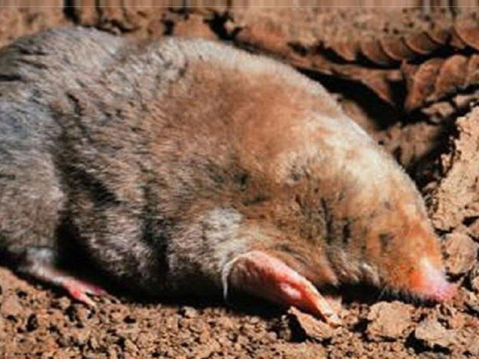 ��������� ������� ������ ������: ��� ������� ��� ���������� ��� �����