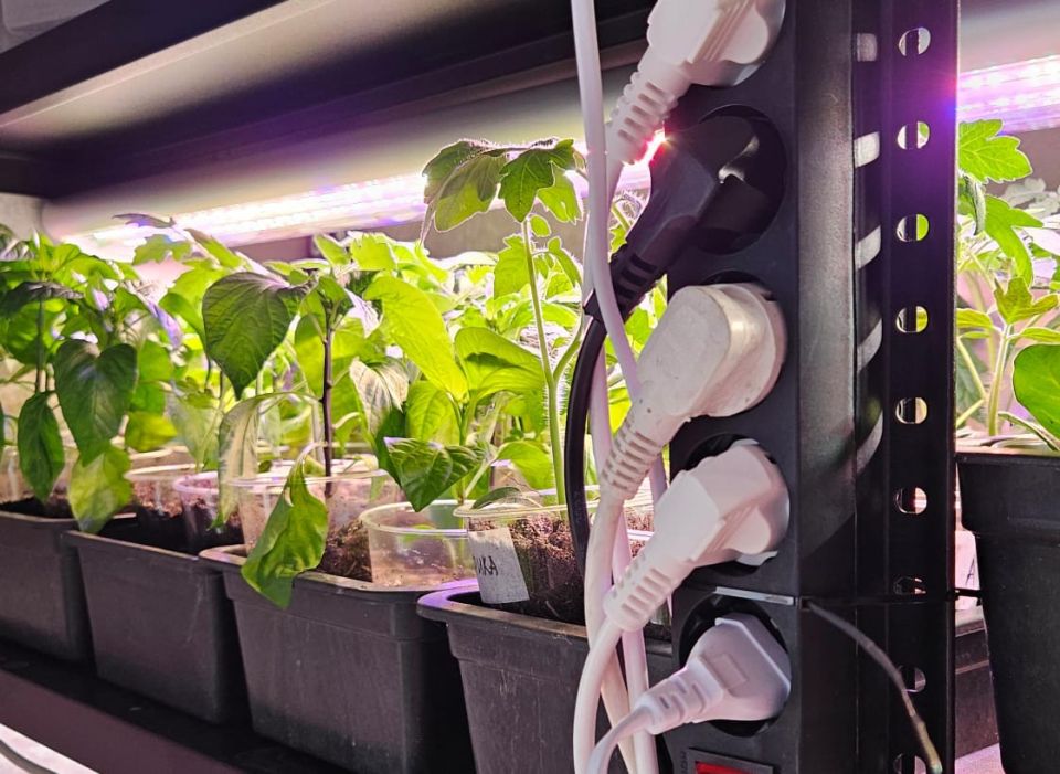 ������ ������� ����� ������: �������� � ���������� �������?