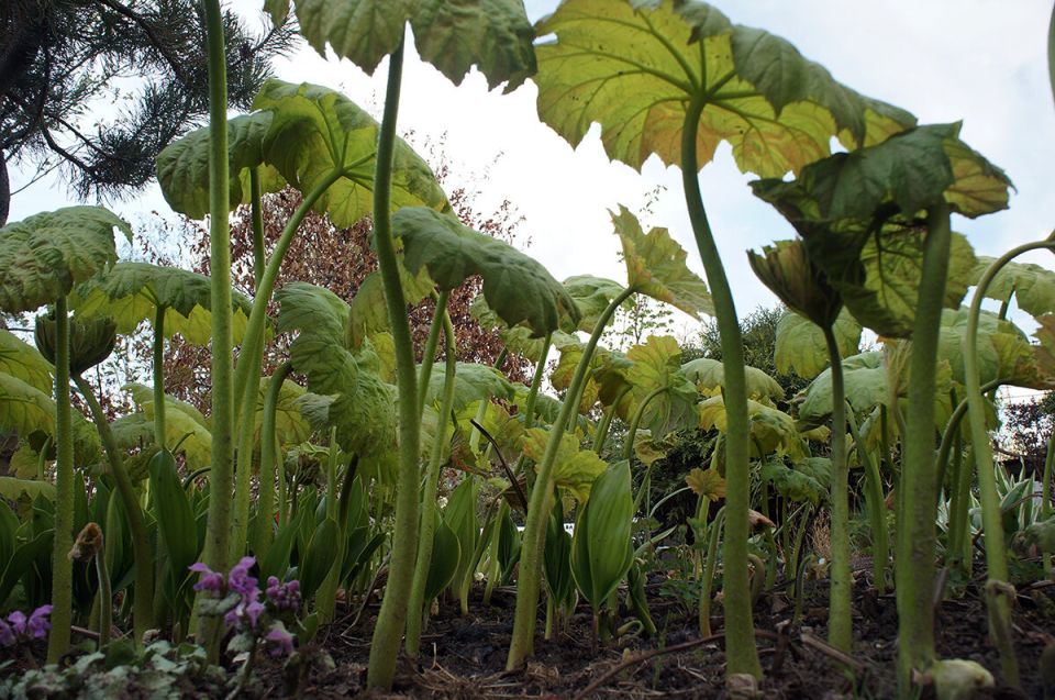 Откровение в саду: как астильбоидес стал настоящим сокровищем