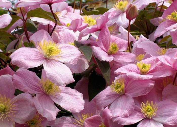 Как клематисы преобразят ваш забор