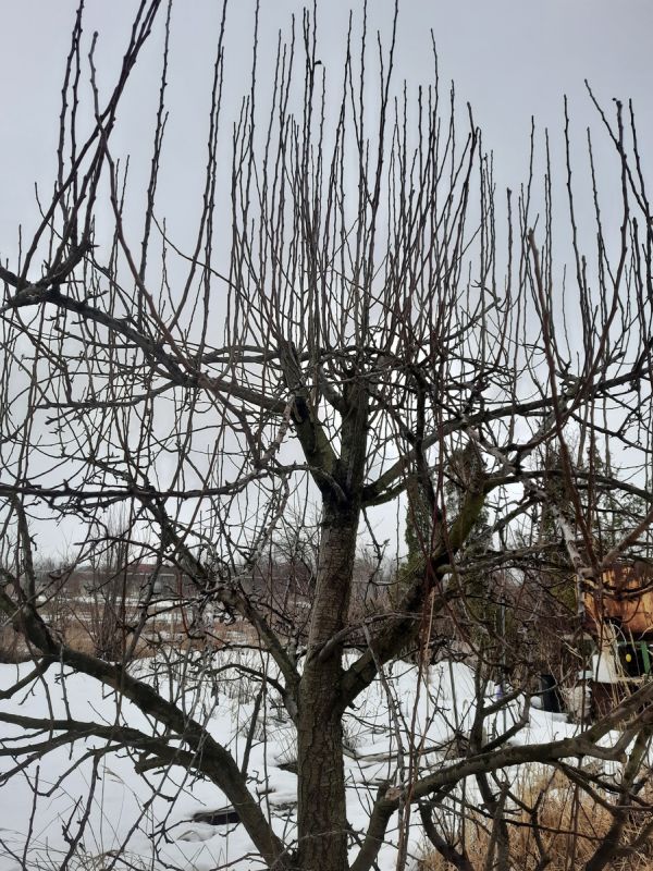 Когда и как правильно обрезать волчки на груше