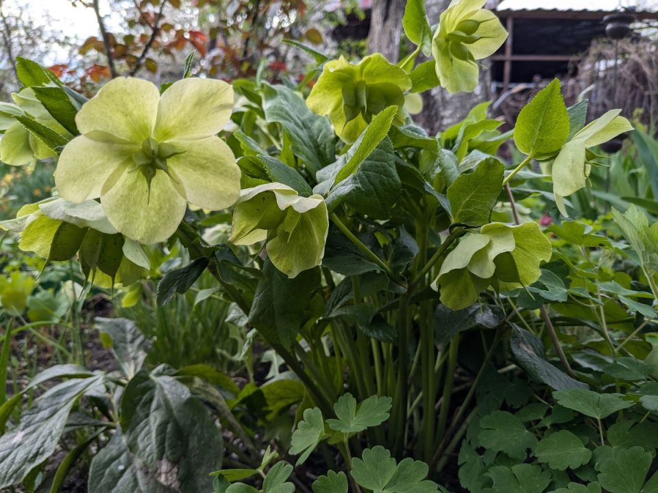 Садовые подарки: морозники от известных авторов каналов оживляют сад