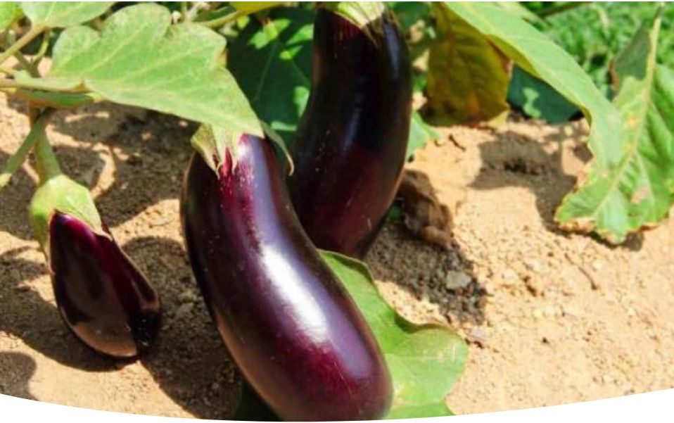 Секреты успешного выращивания баклажанов для щедрого урожая