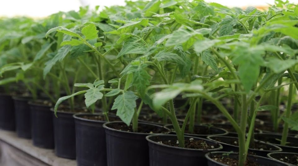 ����������� ��������� ������� �������: ������� � ������