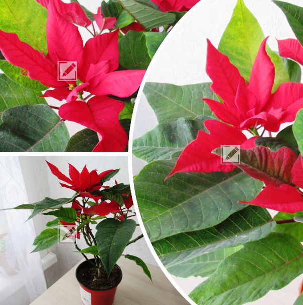 ���� �� �����������: ������, ������� ������ �������� ������ ����