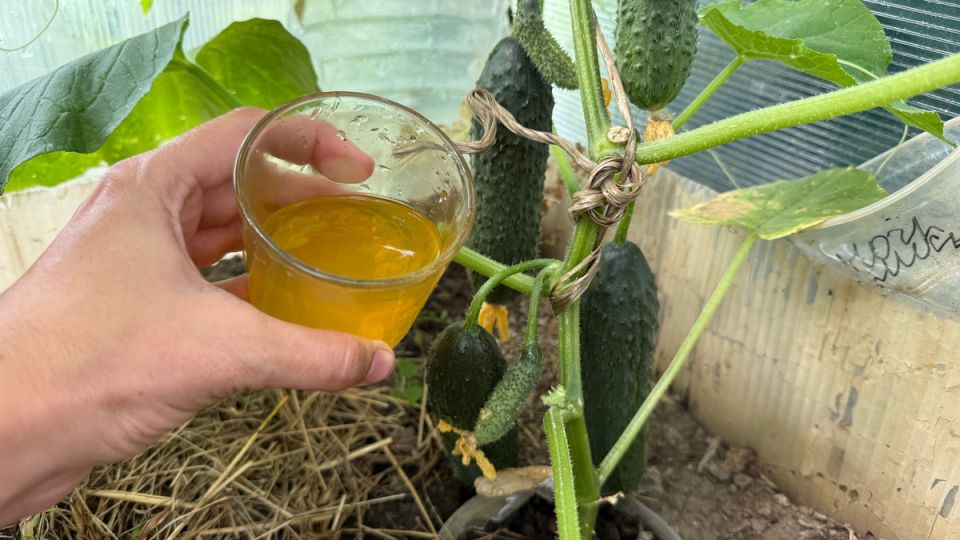 ��� ���� ������ ������� ��������� ������� ��� ������