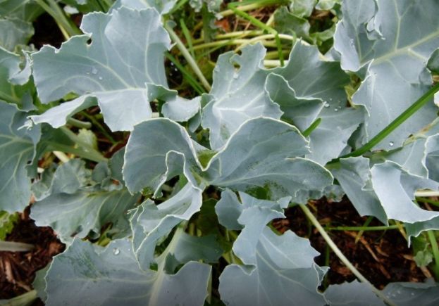 ����� ��� ������������ �����: ��� ����� ����� � ����� ��������