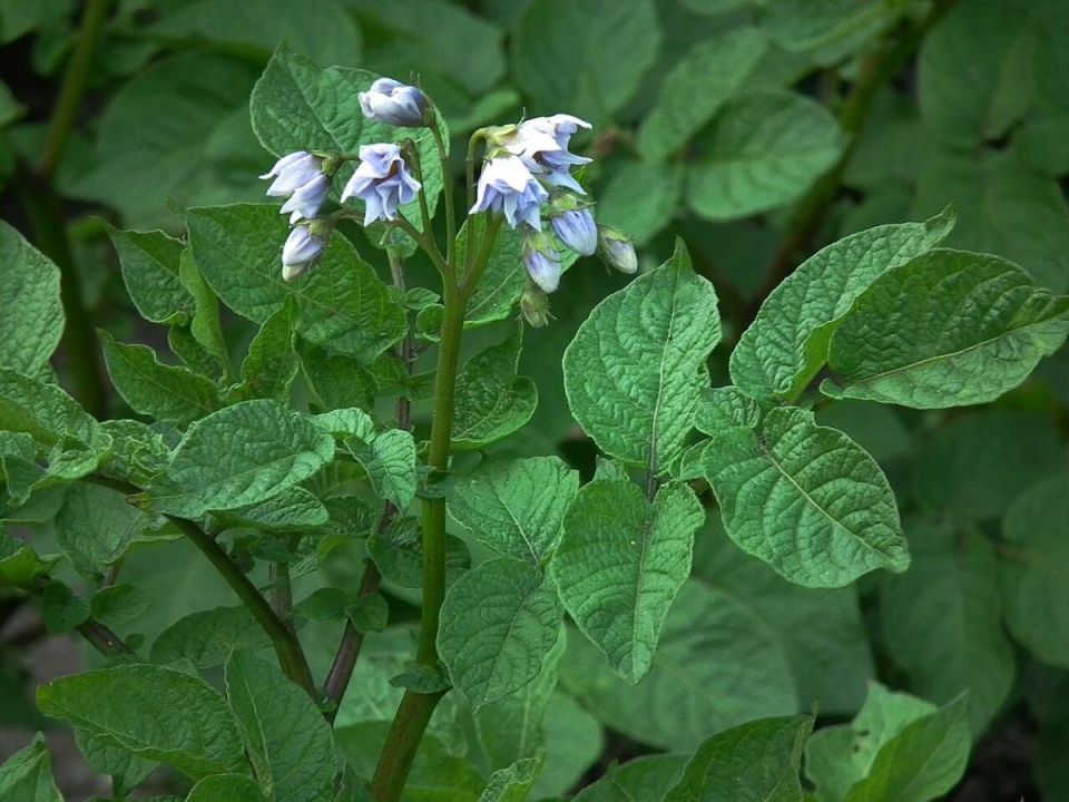 ��� ��������� ��������, ������� ������ �������