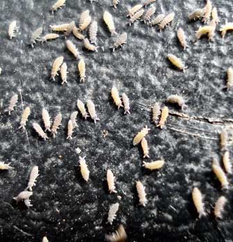 ��������� ���������: ��� ����� ������ � ��� � ���� ��������?