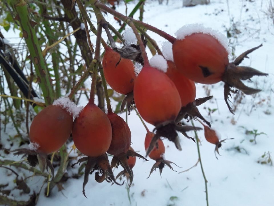 ��� ������������ � ���������� ������������ � ������������� �������