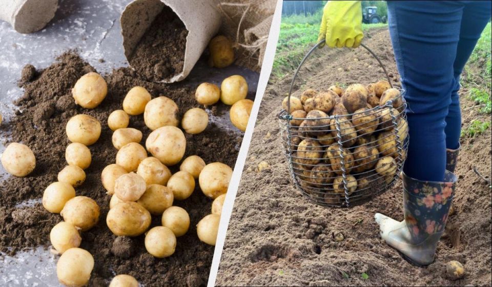 ������ ���� �������� ������: ���������������� ������ ��������