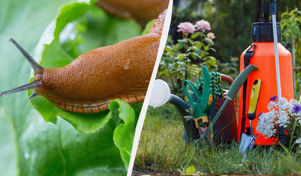 ����������� ������� ������ �� ��������: ��� �������� ��� ������