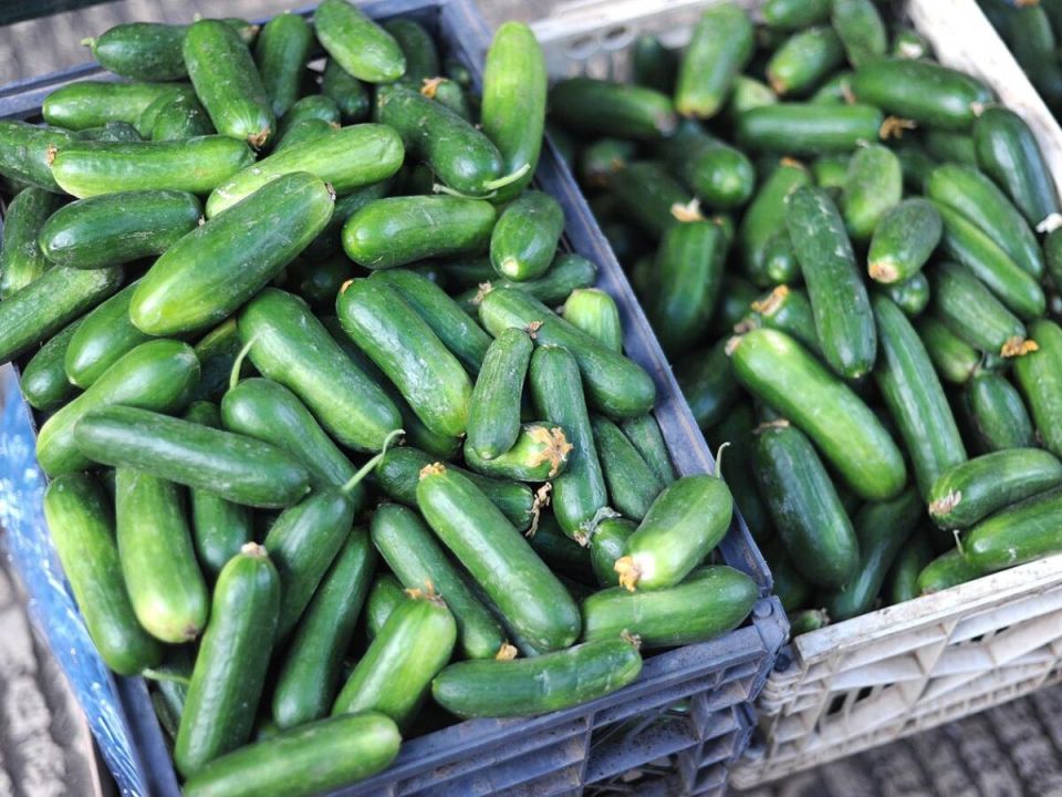 ��� ����� ������ ������: ��������� ����������