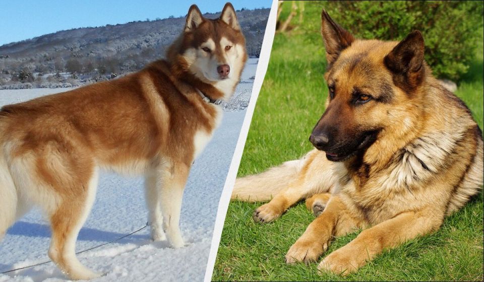 ���� � �����������: ���-7 �����, ������� ��������� ���