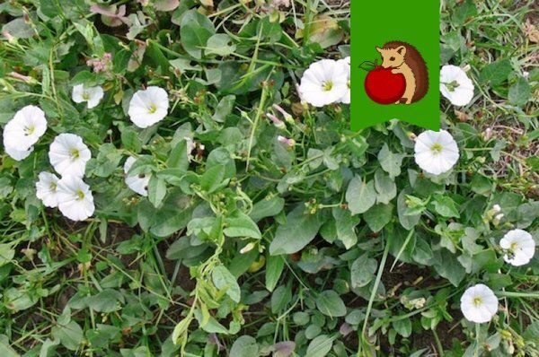 Эффективные стратегии борьбы с вьюнком: как избавиться от злостного сорняка