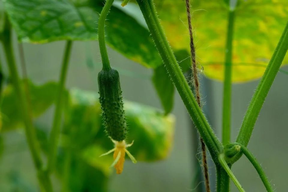 Как добиться богатого урожая огурцов: секреты подкормки в июле