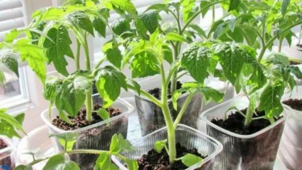 ������ ���������� �������: ������� ����, ������� ������ ���� ������� �����������