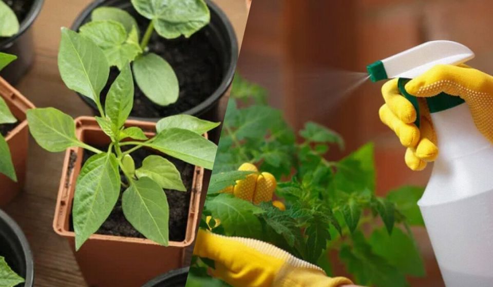 Как защитить вашу рассаду от вредителей и болезней: секреты успешных садоводов