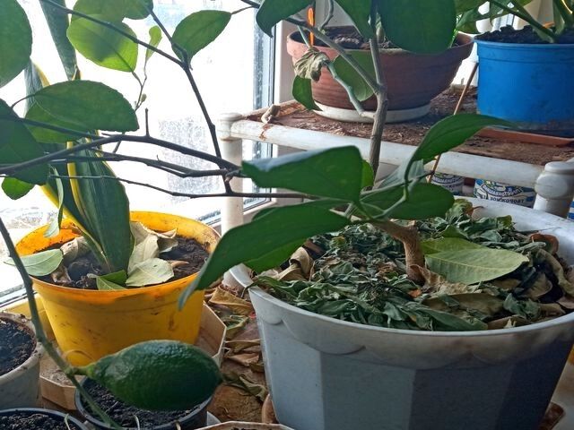 ��� ����� ��������� ������� � �������� �������� �� ��������