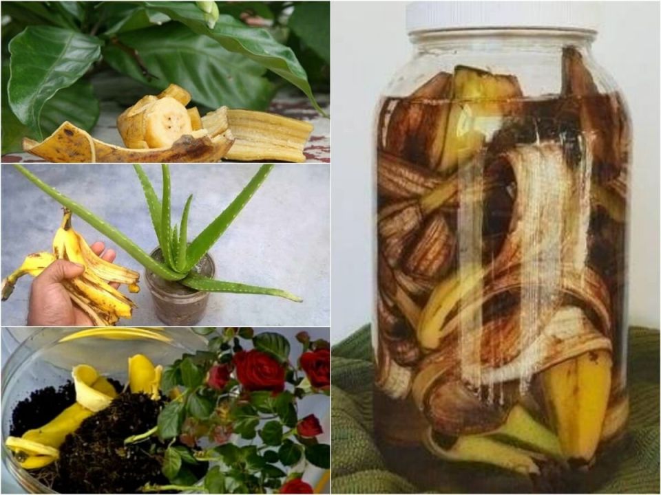 ��� ���������� ��������� �������� � ������� ��������� ���������