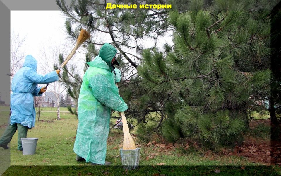 Плодовый сад в конце сезона: ответы на вопросы начинающих дачников