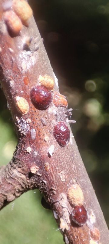 Как справиться с акациевой ложнощитовкой: опыт успешной борьбы