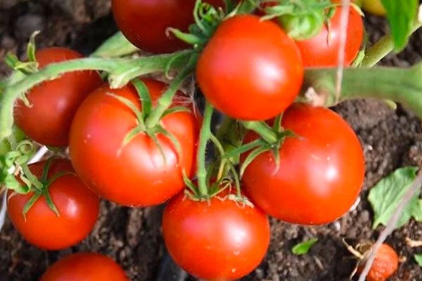 Томат Йетина мать: Привлекательный сорт с высокими урожайными качествами