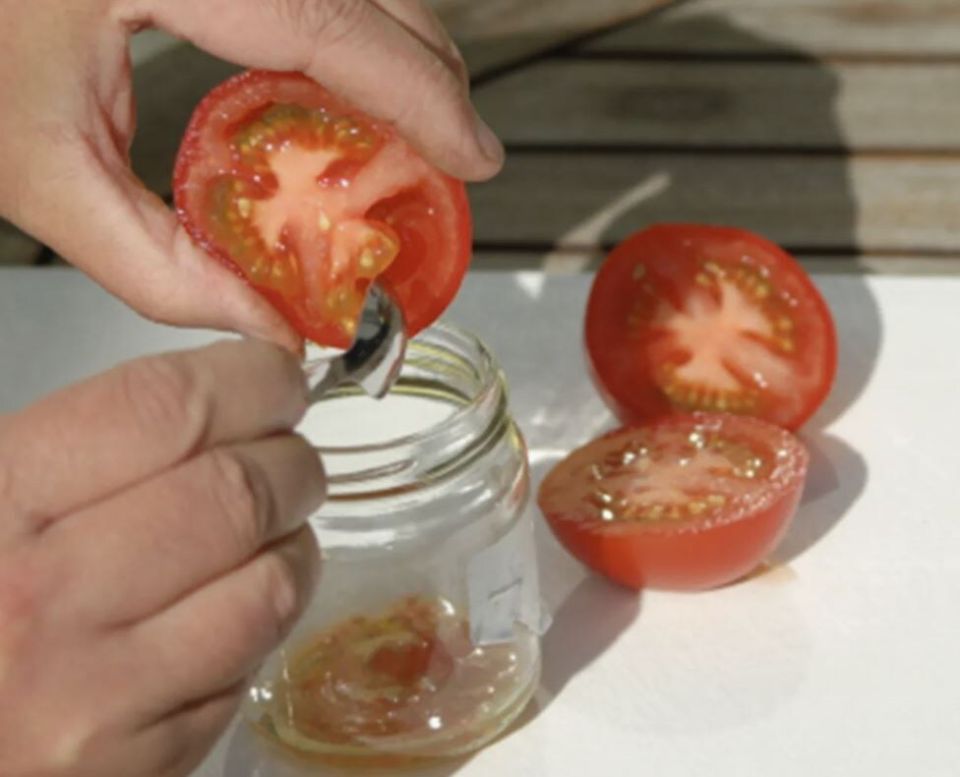 Как сохранить семена помидоров: советы и рекомендации