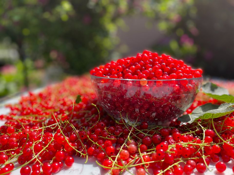 Вкусные заготовки из красной смородины на любой вкус
