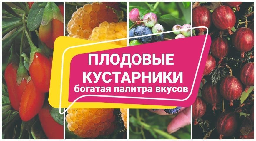 Плодовые кустарники: от барбариса до годжи для вашего сада