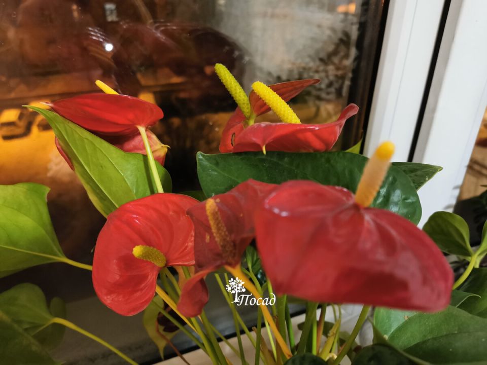 ��� ������������ ����� ������� ��������� �����