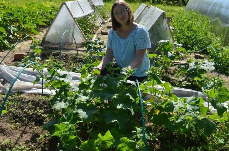 Как правильно планировать посадки после огурцов: секреты севооборота