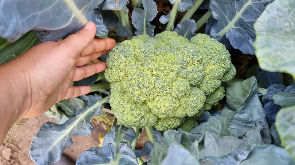 ��� ��������� ��������� ������� ��������: ������� � ������