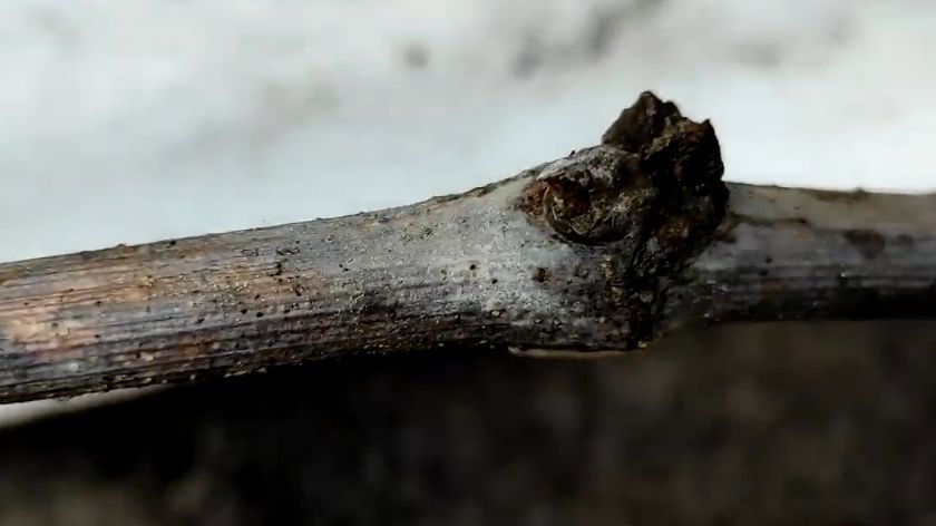 ��� ������� ������� �������� �� ���� ��������� �������������� ��������